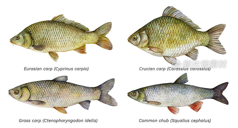 水彩鱼组:欧亚鲤鱼(鲤)、鲫鱼(鲫)、草鱼(Ctenopharyngodon idella)、鲢鱼(鳞鱼)。手绘鱼插图。